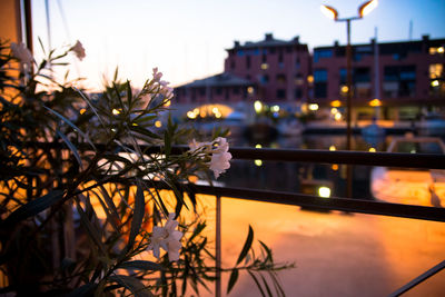 Close-up of white flowers growing on potted plant at balcony