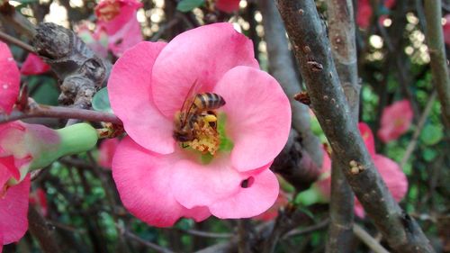 Close-up of insect on pink flower