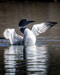 Bird flying over lake