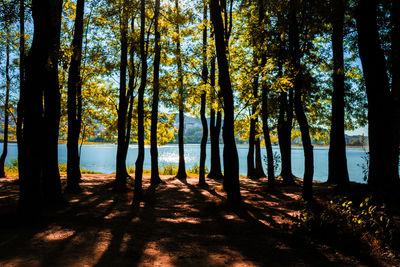 Scenic view of trees in forest against sky