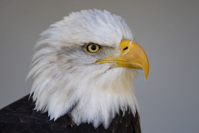 Close-up of eagle against blurred background