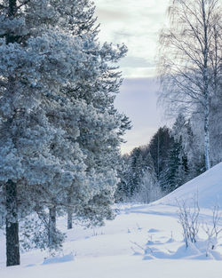 Trees on snow covered field against sky