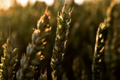 Close-up of crops on field