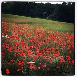 Red flowers blooming in field