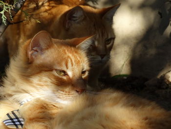 Close-up of cats relaxing