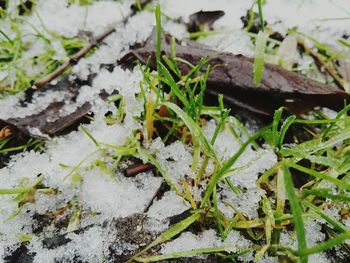 Close-up of plants