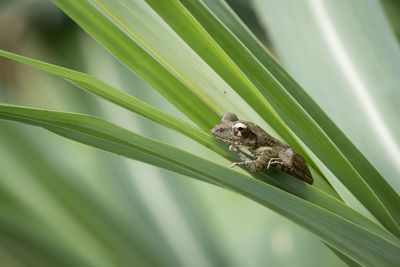 Close-up of insect on plant