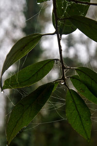 Close-up of wet spider web on plant