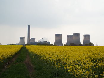 Yellow flowers growing in field