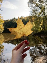 Person holding maple leaves during autumn