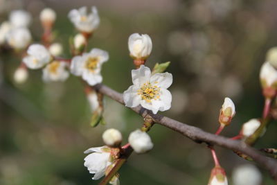 Close-up of white cherry blossom on tree