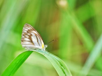 Close-up of butterfly pollinating on leaf