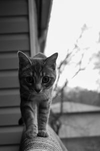 Close-up portrait of a cat