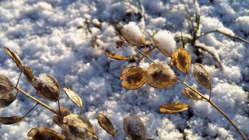 Close-up of snow on plant