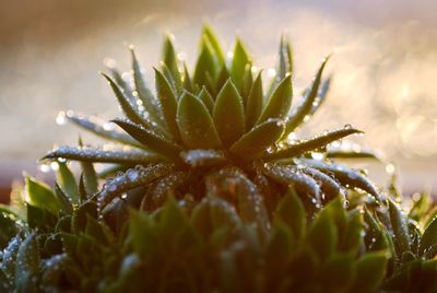 Close-up of plant