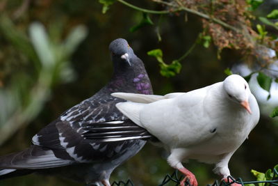 Close-up of bird perching on branch