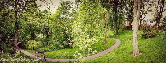 Trees growing in park