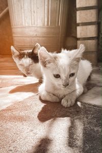 Portrait of cat relaxing on rug