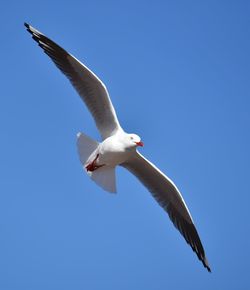 Low angle view of seagull flying against clear sky