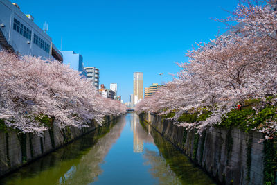 Panoramic view of cherry canal amidst buildings against clear sky