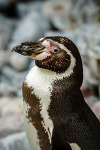 Close-up side view of a bird