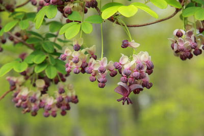 Close-up of pink flowers