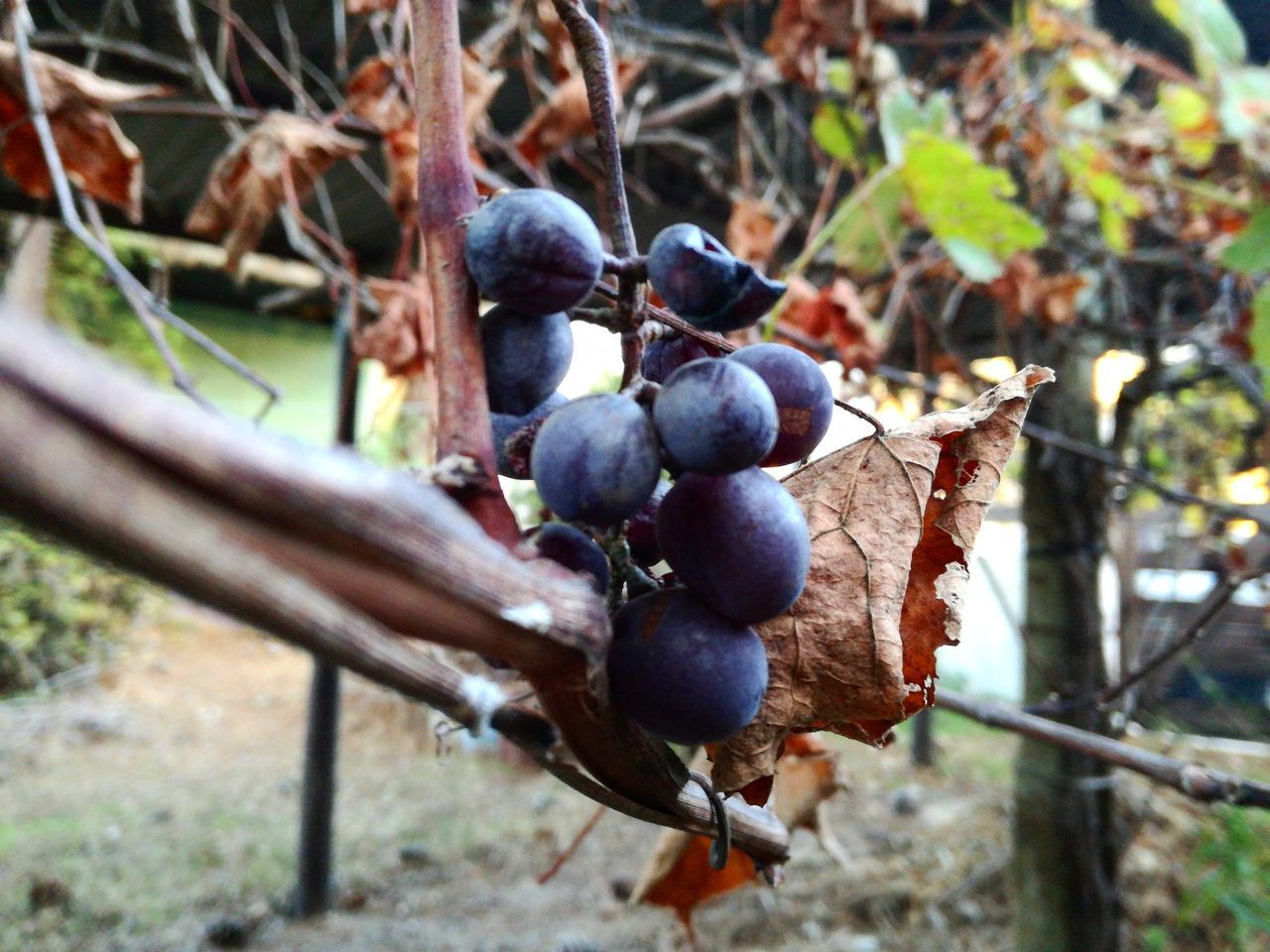 CLOSE-UP OF GRAPES IN TREE