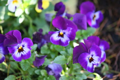 Close-up of purple iris blooming outdoors
