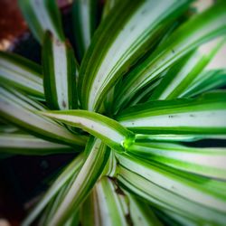 Full frame shot of leaf
