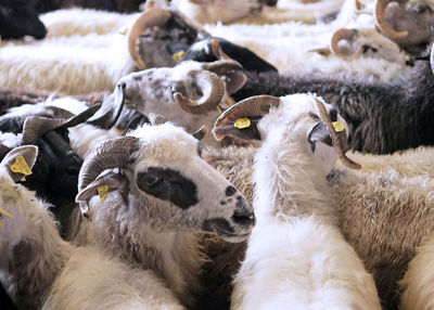 View of sheep in pen