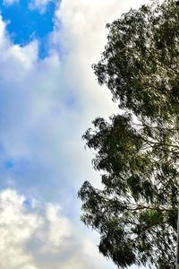 Low angle view of tree against sky