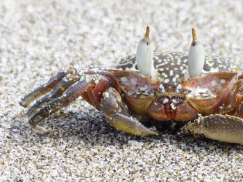 Close-up of crab on sand