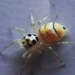 Close-up of spider