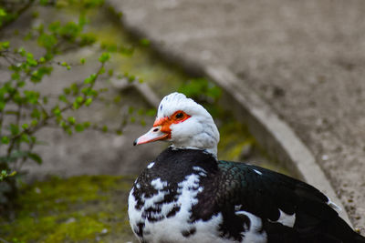 Close-up of a bird on field