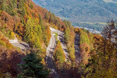 High angle view of trees and road in forest during autumn