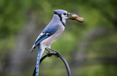 Trophy in the mouth