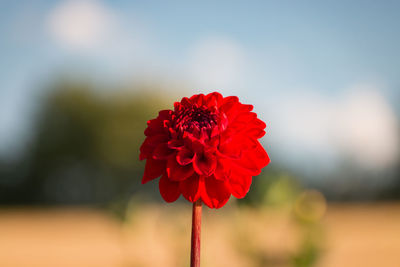 Beautiful single red dahlia flower in full bloom in front of a blurred background