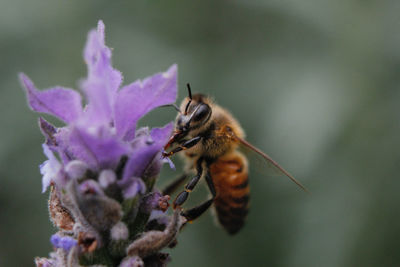 Close-up of bumblebee on flower