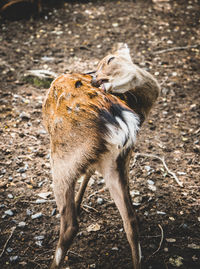 High angle view of dog on field
