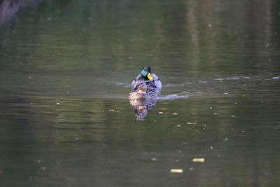 Bird swimming in lake