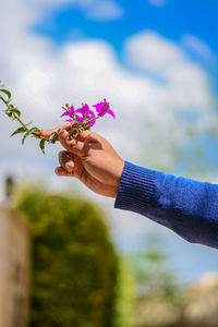 Cropped image of hand holding bougainvillea