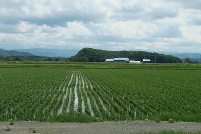 Scenic view of agricultural field against sky