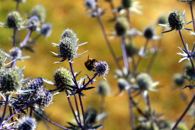 Close-up of insect on flowering plant