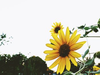 Yellow flowers blooming against clear sky