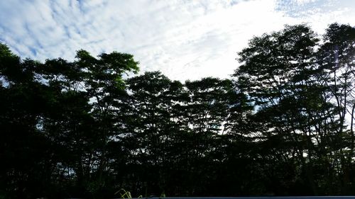 Low angle view of trees against sky