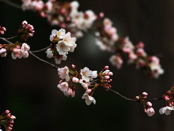 Close-up of cherry blossoms in spring