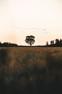 Birds on landscape against sky