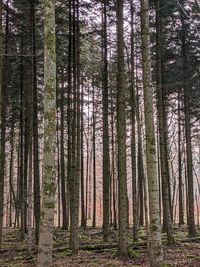 View of trees in forest