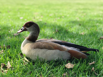 Duck on field