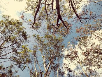 Low angle view of tree against sky